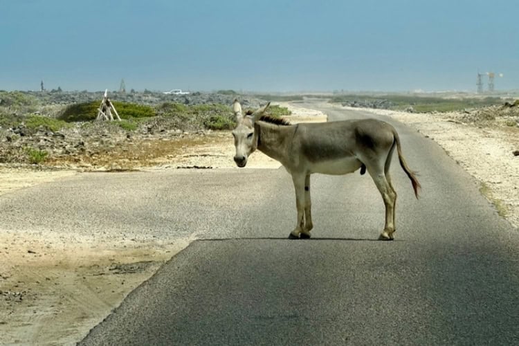 Feral donkey in the middle of the road, soon to cause a traffic jam. Photo by Susan Greenberg