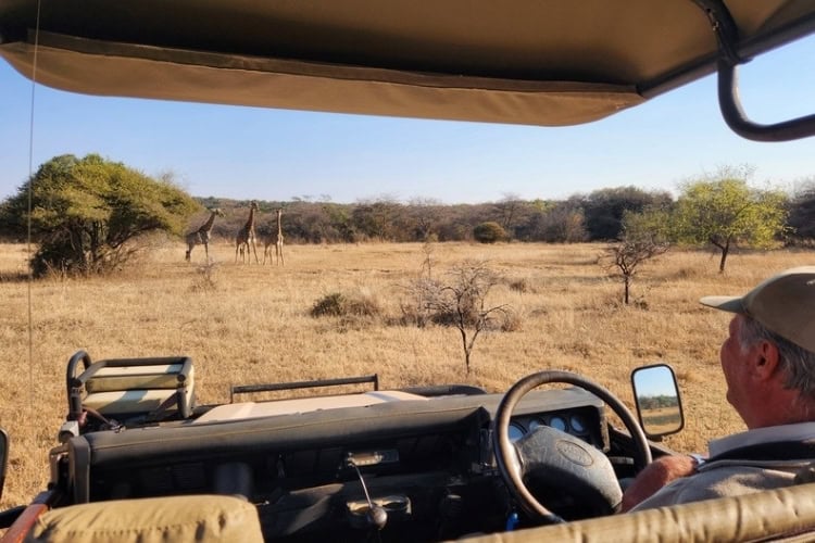 Spotting giraffes on safari in South Africa. Photo by Janine Avery