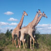 Giraffes in South Africa's Waterberg area. Photo by Jembisa