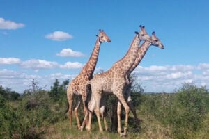 Giraffes in South Africa's Waterberg area. Photo by Jembisa