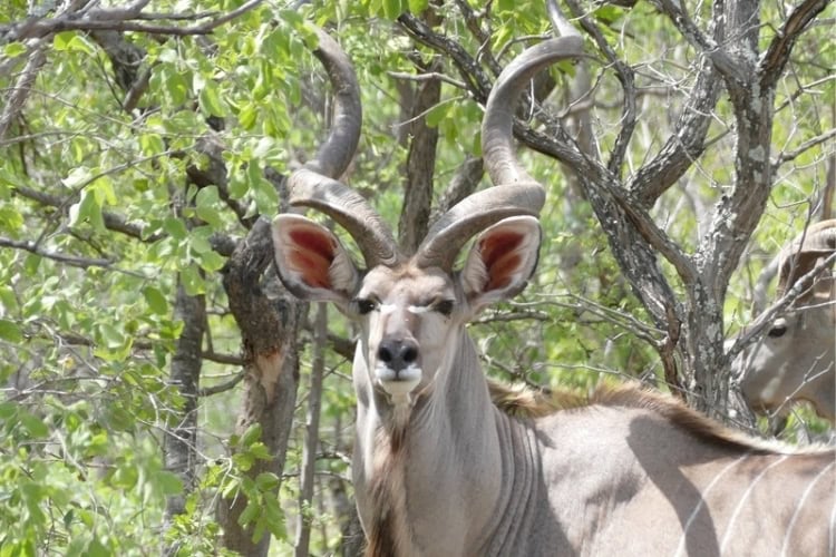 A magnificent Kudu bull in South Africa. Photo by Jembisa