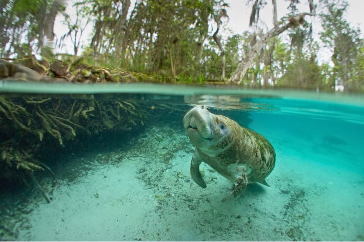 Manatee in Crystal River. Photo by tobiasfrei via iStock