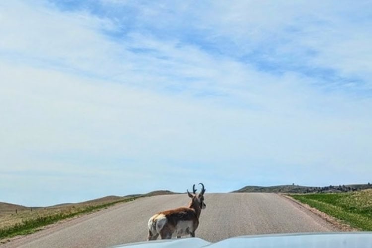 Pronghorn Antelope galloping across the road. Photo by Kathy Hosek