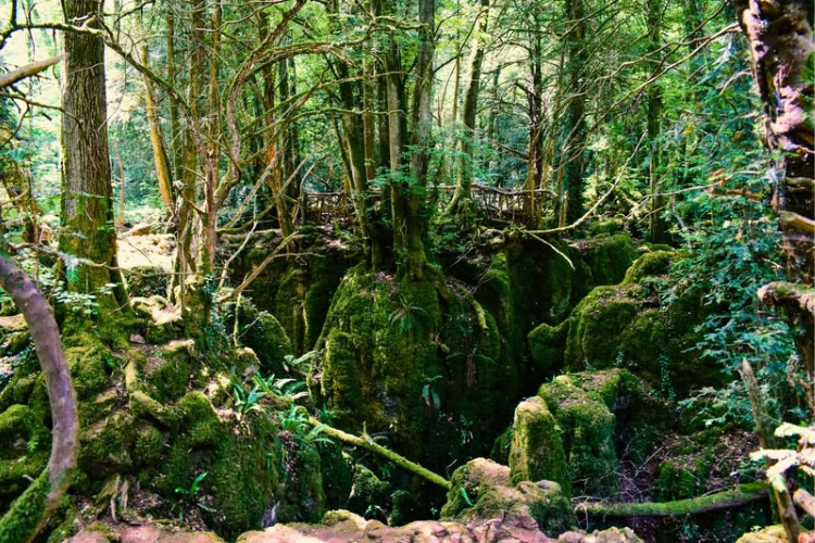 The ancient woodland of Puzzlewood, part of the Forest of Dean in Gloucestershire, England. Photo by David Bayliss, Unsplash