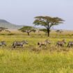 Safari