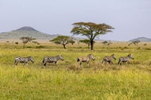 Safari Travel Guide