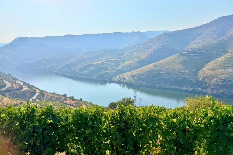 Vineyards along the Douro River in Portugal. Photo by Janna Graber