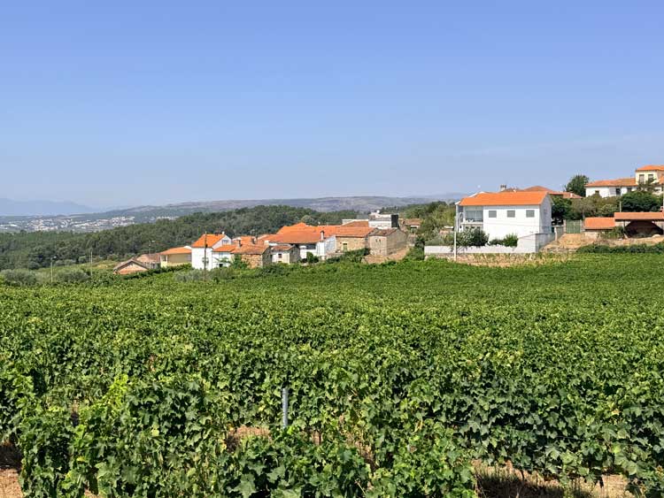 Vineyards in Favaios, Portugal. Photo by Janna Graber