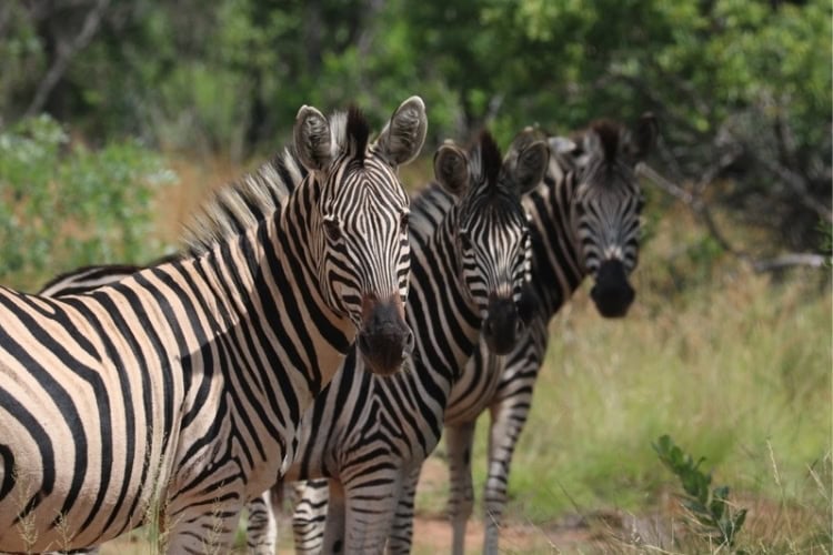 A dazzle of zebra in the Waterberg. Photo by Jembisa