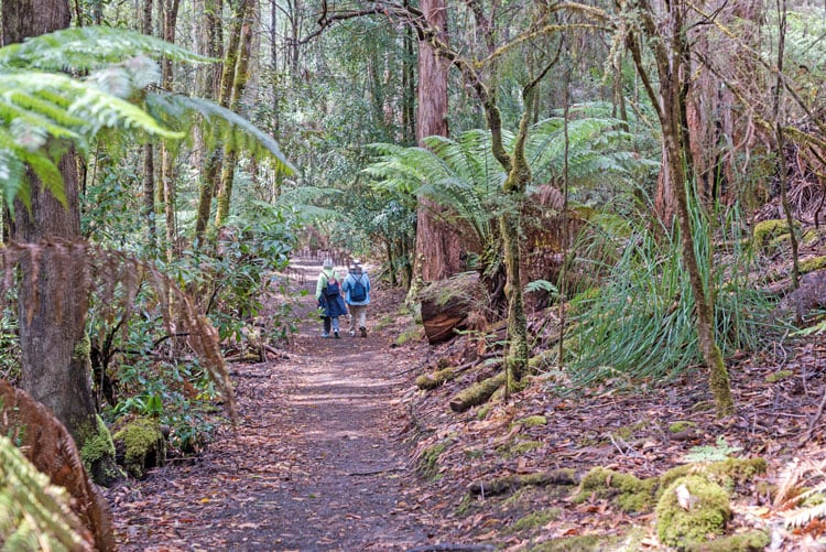 Two women are hiking along a path in the Tasmanian rain forest