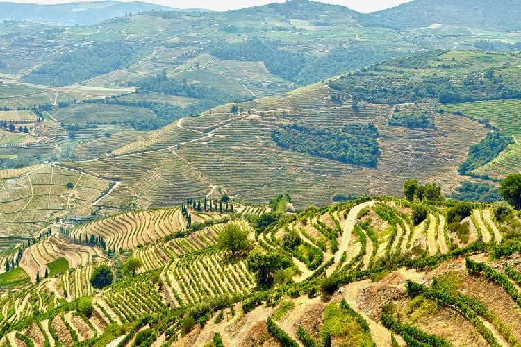 The hills along the Douro River are covered in terraced vineyards. Photo by Janna Graber