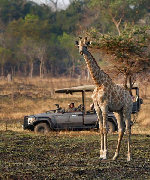 Morning game drive. Photo by Zambia Luxury Lodge