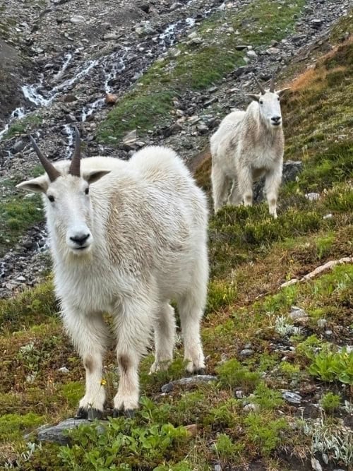 Curious mountain goats entertain us on all of the hikes. Photo by Brent Cassie