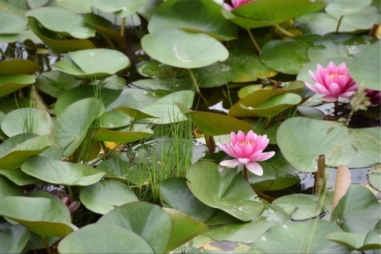 Vibrant pink water lilies on a pond in Shirakawa-go Village. Photo by Masayoshi Sakamoto